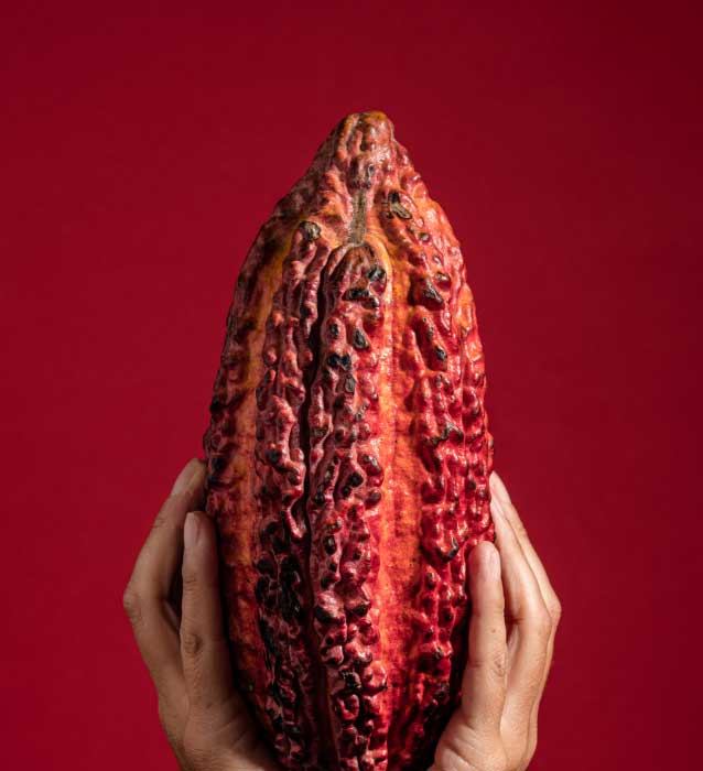 Cacao pod held in hands